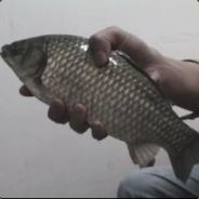 嵌入式软件工程师