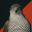 Goshawk