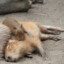 tired capybara