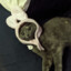 Frosch