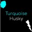 Turqouise Husky