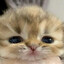 Limi