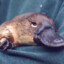 Platypus