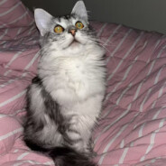Big Avatar