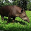 Tapir