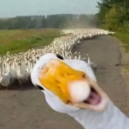 想想老六会怎么做