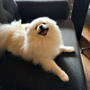 kovbo4ka - steam id 76561199259197815