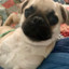DougThePug