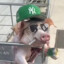 CHANCHO GANGSTA