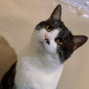 肥蛆泡尿沾屎吃