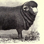 Sheeplover