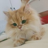 玩家头像