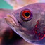 Fish (99.9% real)