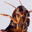 Roach