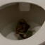 The Rat From Flushed Away
