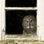 calm_owl