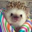 Hedgehog 1337