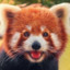 Red Panda