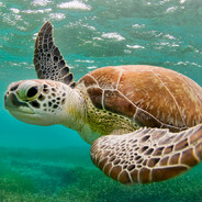 Turtle