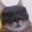 Catman