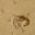 1.5*10^8YearBavarianA.Spinipes©