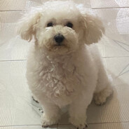 别让我跳伞我要刷抖音