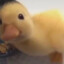 Baby duck