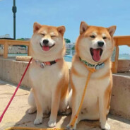 戴墨镜是因为避太阳