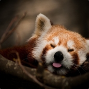 Red Panda / Sori