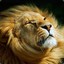 ۩.Lion.۩