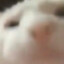 Dooogch0p