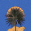 palm