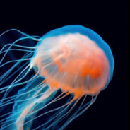 是坤坤不是困困