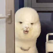 帮我带个锅盔いい