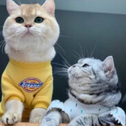 爱吃豆包的小冯