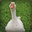 Goose (drink driver)