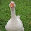 Goose