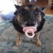 Cachorro Chupetao
