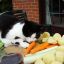 Grocer Cat