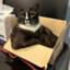 cardboard box cat