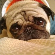 哒哒哒冒蓝火的狗哥哥