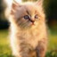 fosfortmeow