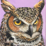 dum owl