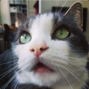{HHB} KattAstrof! - steam id 76561197960500232