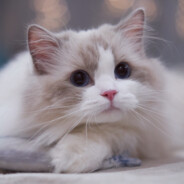 锐爷得不到的猫