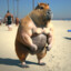 Capivara_Durateston