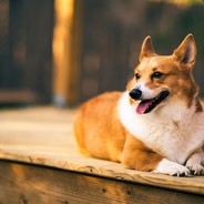 心中的太阳是毛泽东哎