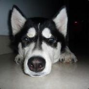 Big Avatar