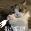 小猫老弟