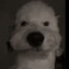 LilChipp